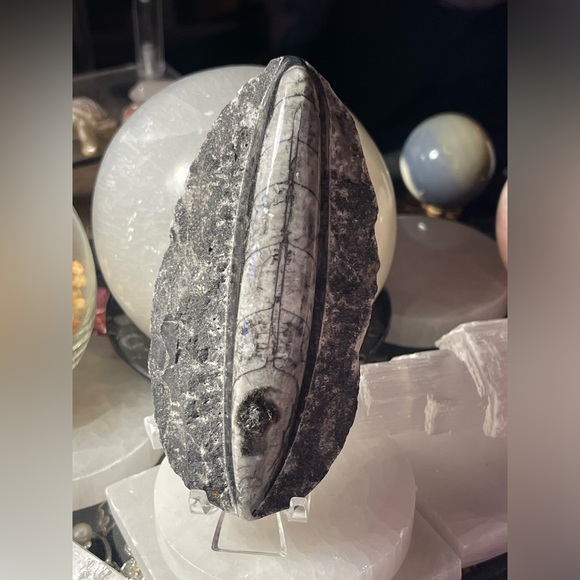 Authentic orthoceras fossils preserved in a rock matrix - Picture 2 of 12